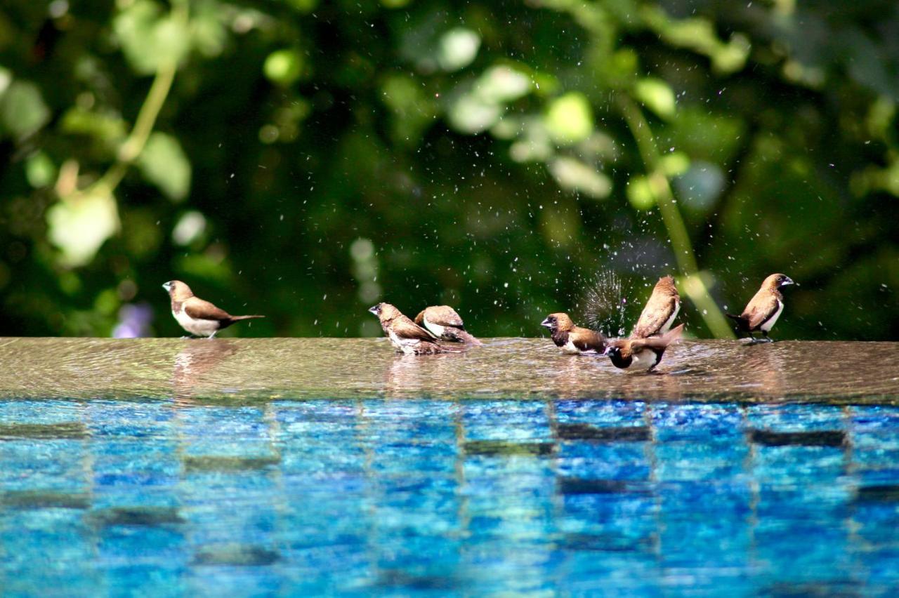 The Manipura Luxury Estate And Spa Up To 18 Person, Fully Serviced Убуд Екстер'єр фото